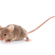 Illustration for article titled Mice have evolved immunity to poison in a very unusual way